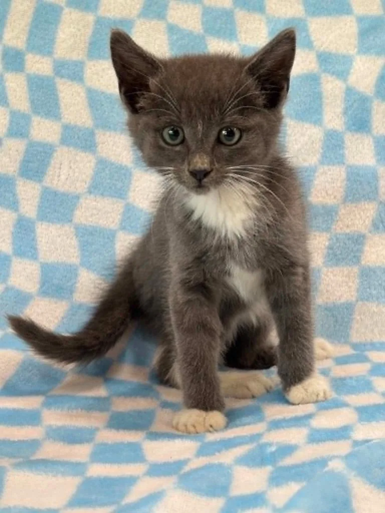 A baby medium-sized male Domestic Short Hair cat named John for adoption in Warrenton, NC