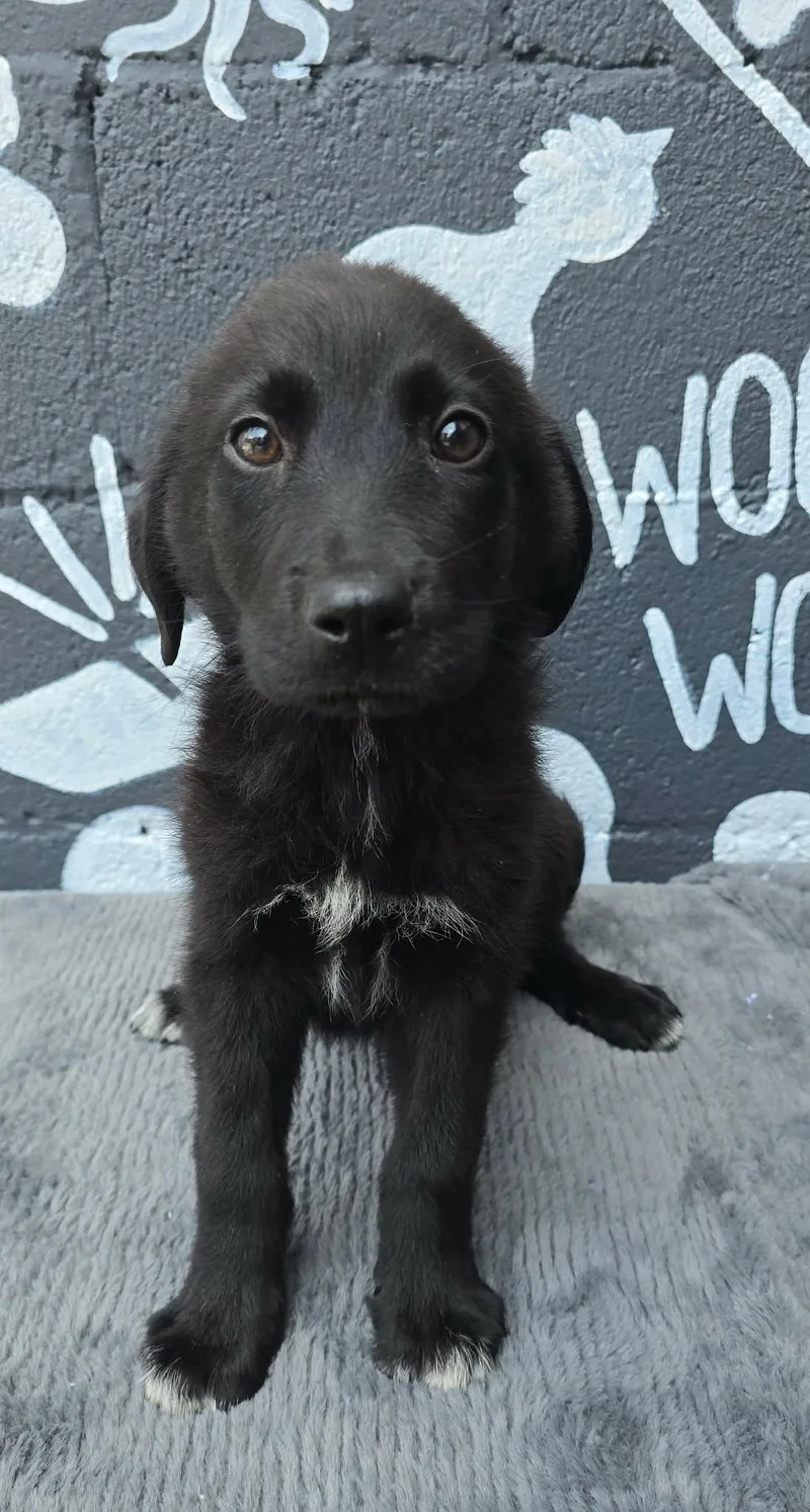 A baby medium-sized female Black Great Pyrenees dog named Acacia for adoption in Newport, TN