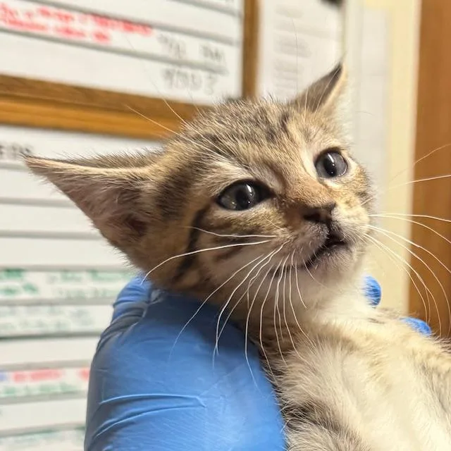A baby small-sized female Domestic Short Hair cat named Artemis for adoption in Santa Fe, NM
