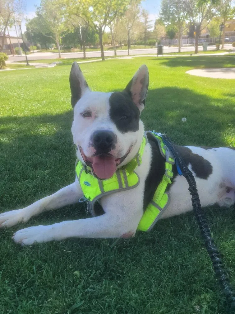 An adult medium-sized male Pit Bull Terrier dog named Mike for adoption in Roseville, CA