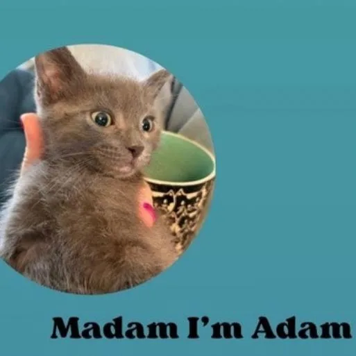 A baby small-sized male Gray / Blue / Silver Domestic Short Hair cat named Madam I'm Adam for adoption in Westminster, CA