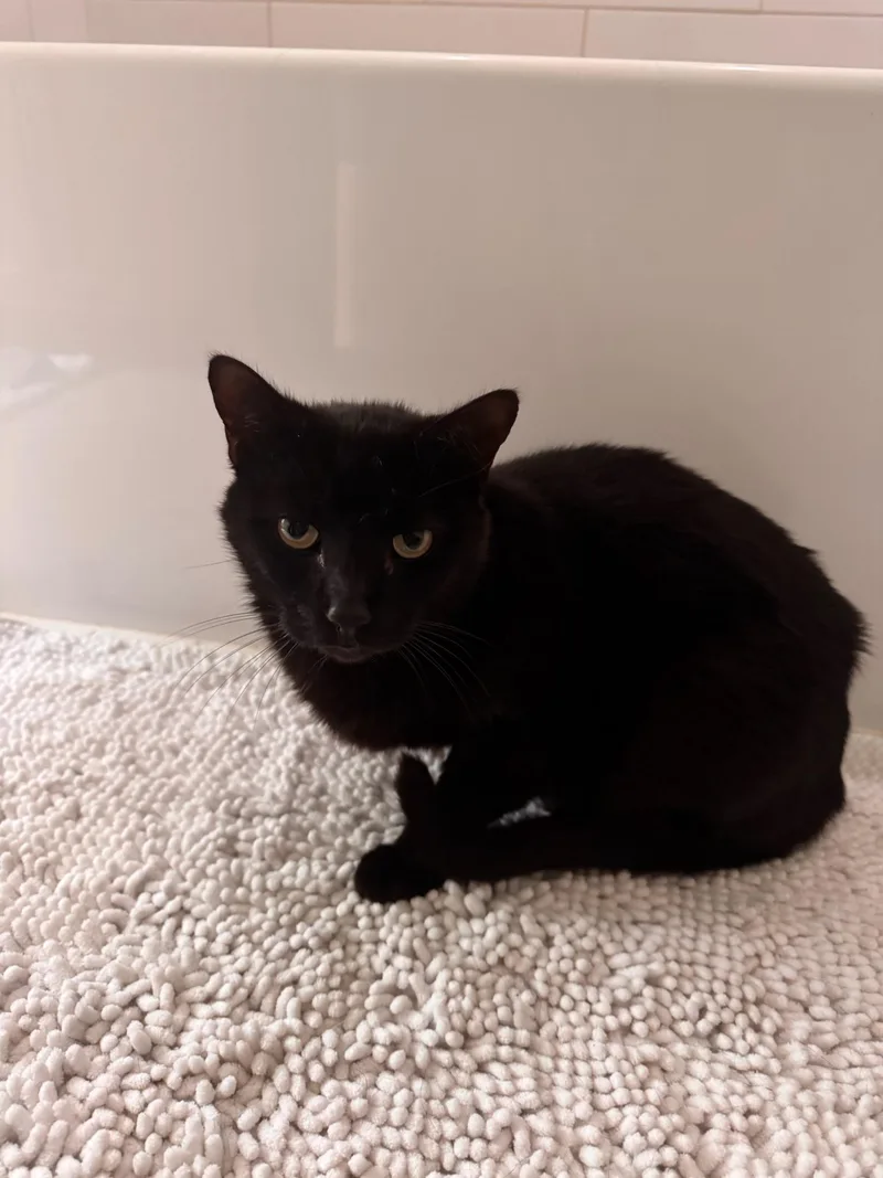 An adult medium-sized male Black & White / Tuxedo Domestic Short Hair cat named Panther & Tuxy for adoption in Nashville, TN