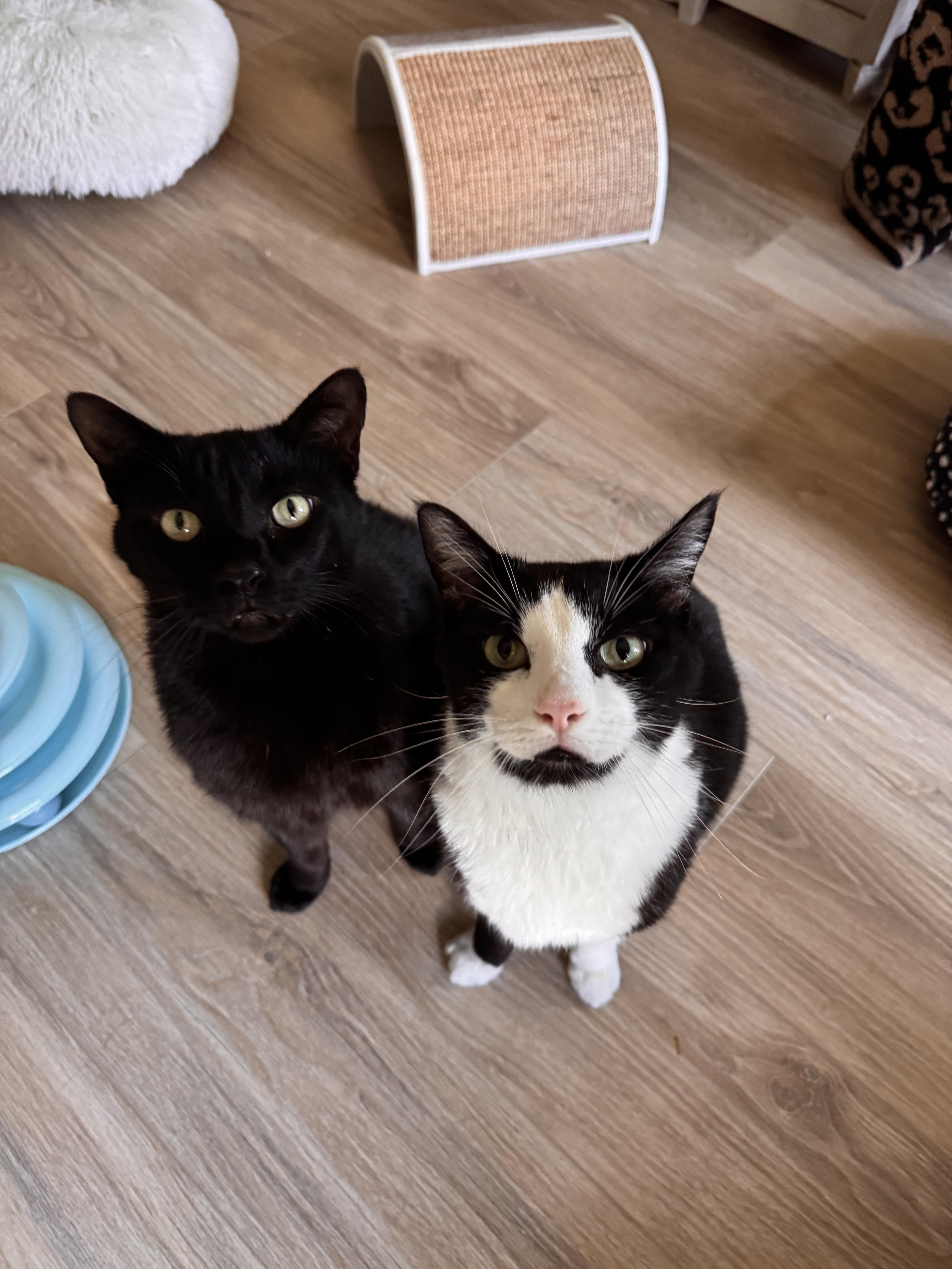 Panther & Tuxy thumbnail 3