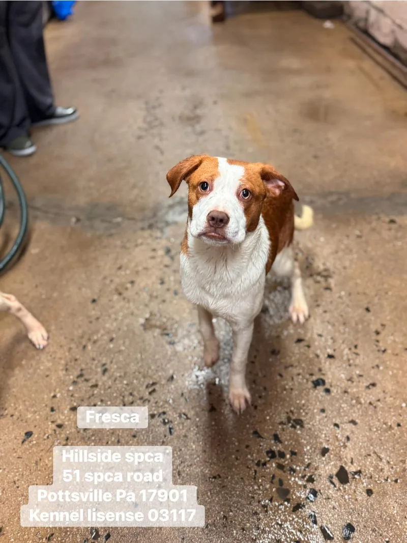 A young medium-sized female Red / Chestnut / Orange Boxer dog named Fresca for adoption in Pottsville, PA