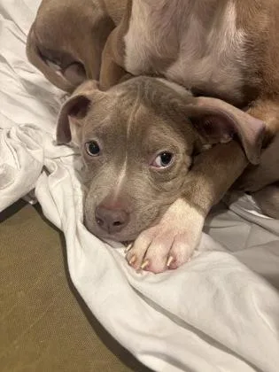 A baby medium-sized male Pit Bull Terrier dog named Bjorn Ironside for adoption in New Orleans, LA