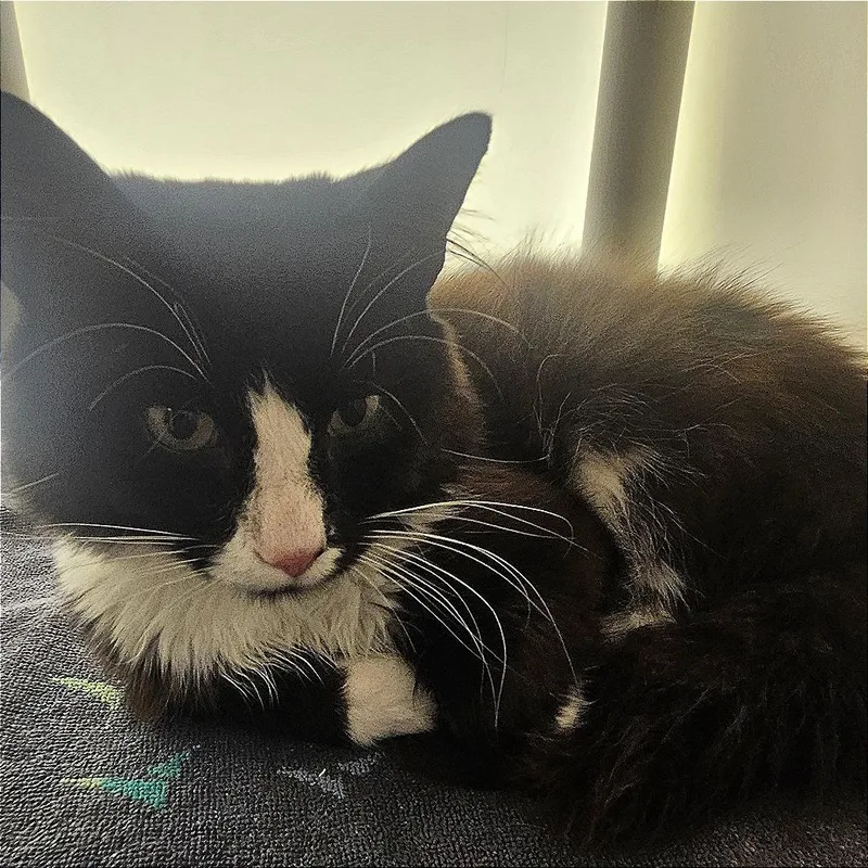 A young medium-sized male Black Domestic Medium Hair cat named Karl for adoption in Harrisonburg, VA
