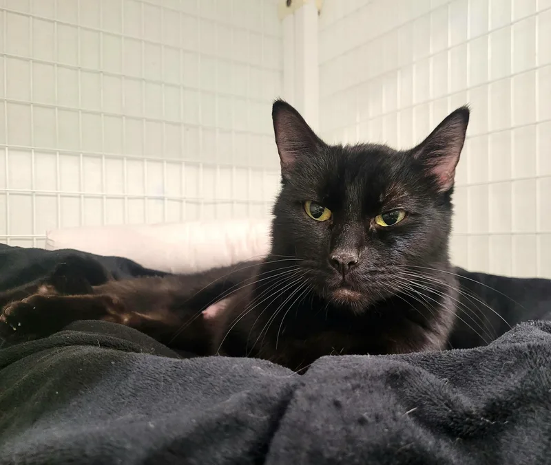 An adult medium-sized female Domestic Short Hair cat named Dinah for adoption in Kirkland, WA