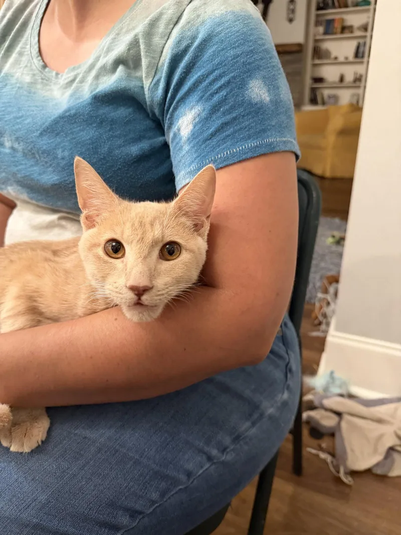 A young medium-sized male Orange / Red Domestic Short Hair cat named Covert Ops for adoption in Camden, SC