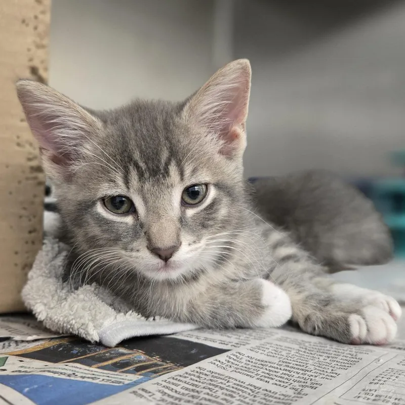 A baby small-sized male Domestic Short Hair cat named Brennan for adoption in Pittsburgh, PA