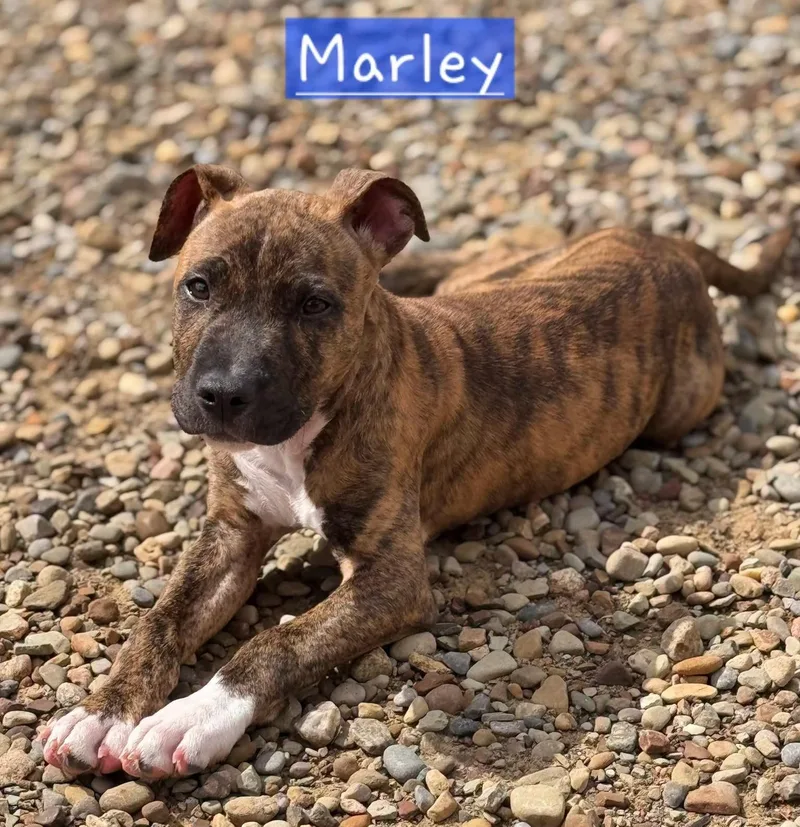 A baby medium-sized male Brindle Boxer dog named Marley for adoption in North Olmsted, OH