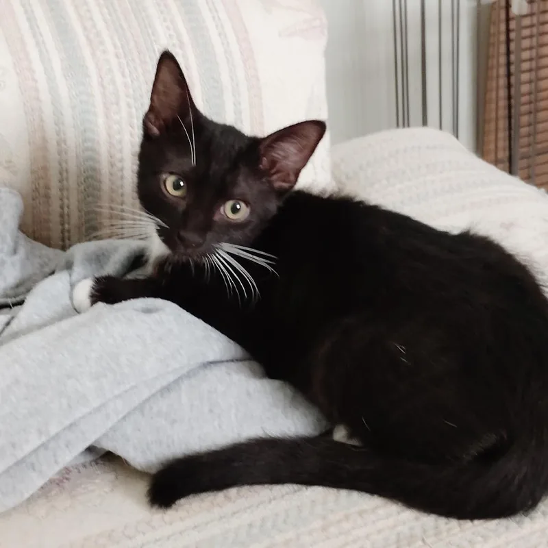 A baby small-sized male Black Domestic Short Hair cat named Aston for adoption in San Pedro, CA