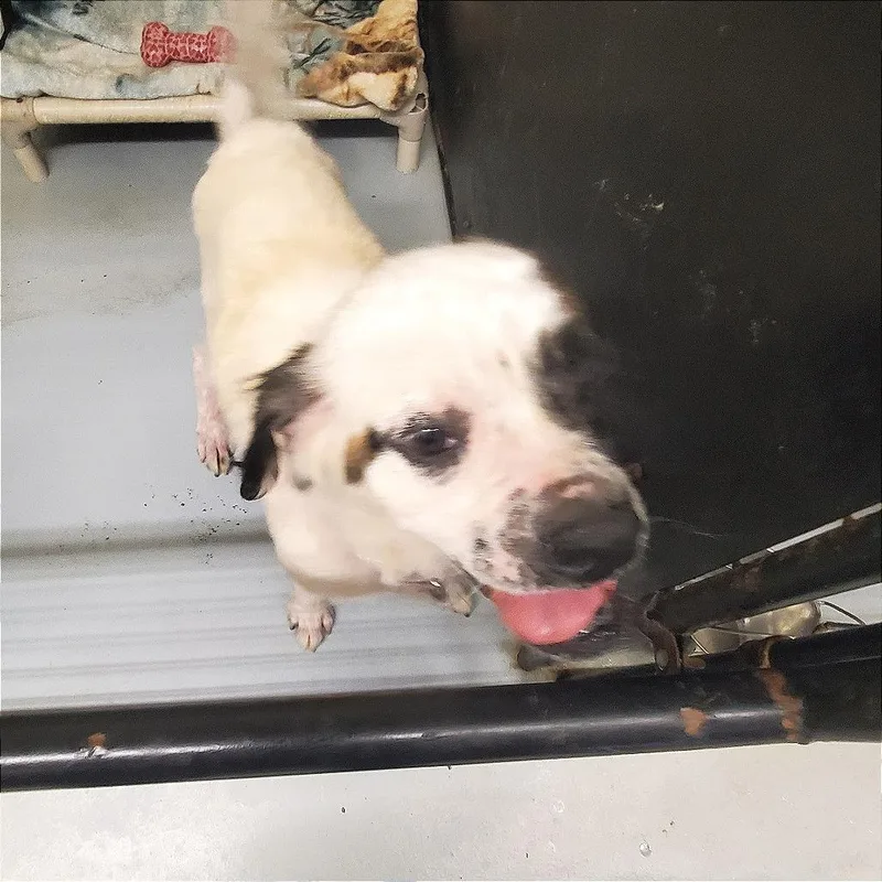 An adult medium-sized female Brown / Chocolate Mixed Breed dog named Snowy for adoption in Denison, TX