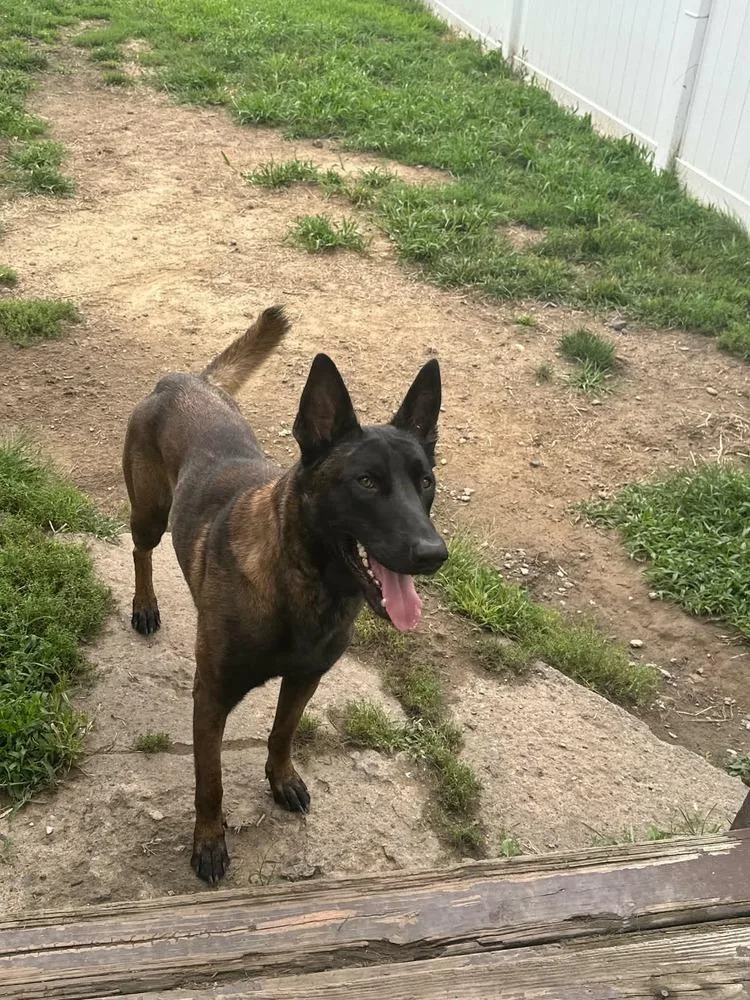 An adult large-sized male Belgian Shepherd / Malinois dog named Xander Located in for adoption in Imlay City, MI