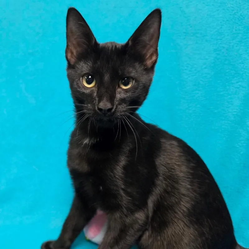 A baby medium-sized male Black Domestic Short Hair cat named Gingerbread for adoption in Graham, WA
