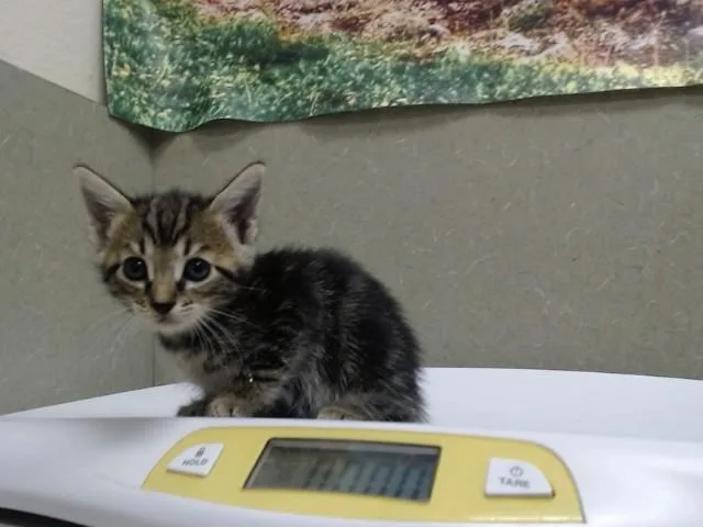 A baby small-sized female Domestic Short Hair cat named A for adoption in Moreno Valley, CA