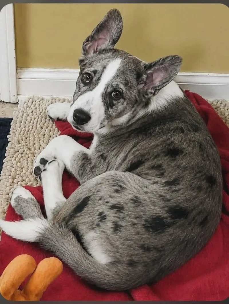 A baby medium-sized male Australian Shepherd dog named Chester Clarke for adoption in Saunderstown, RI