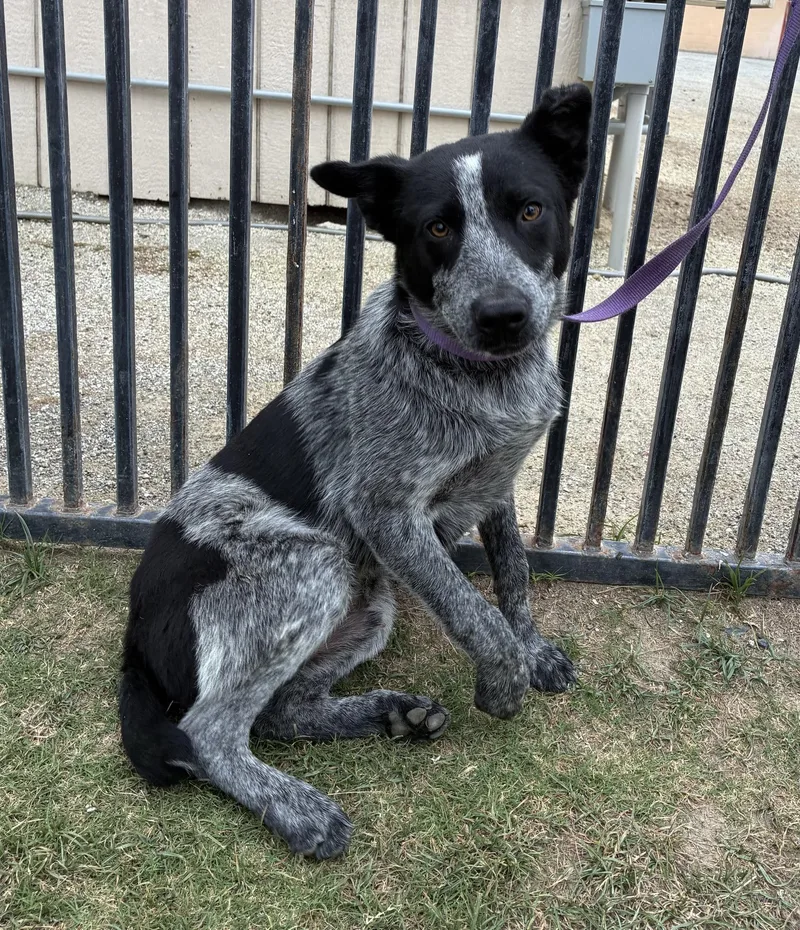 A young medium-sized male Black Australian Cattle Dog / Blue Heeler dog named Dingo for adoption in Delano, CA