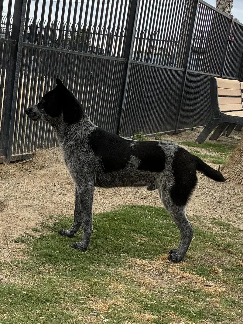 Dingo thumbnail 2