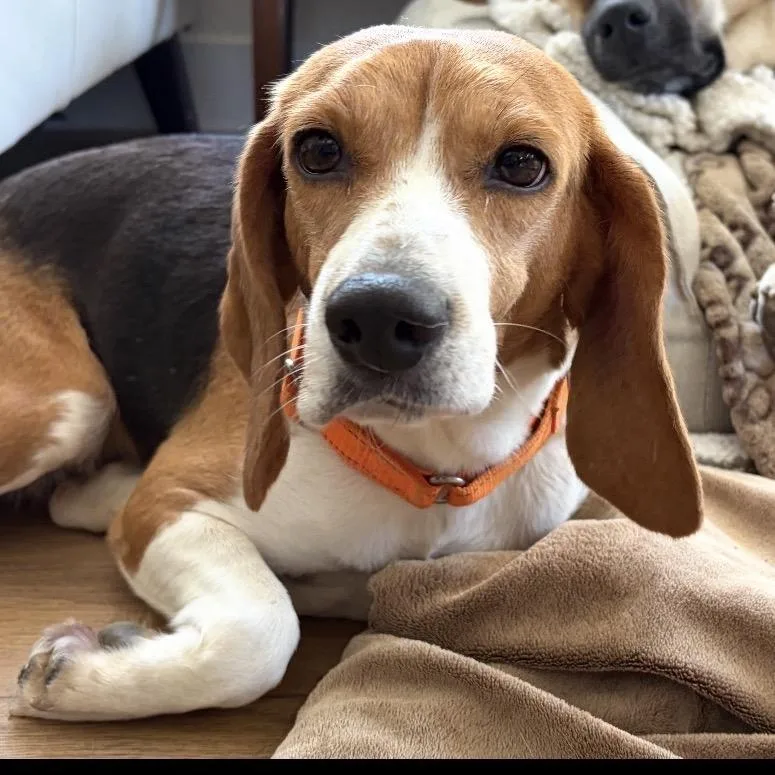 An adult small-sized female Yellow / Tan / Blond / Fawn Beagle dog named Penny for adoption in Riverside, CA