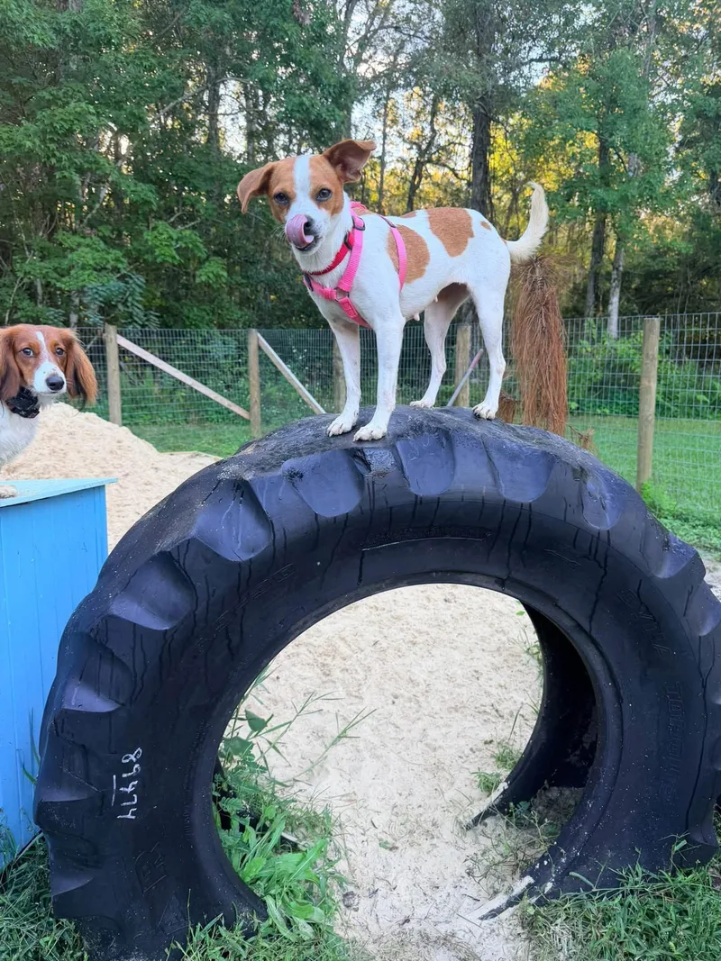 A young small-sized female Jack Russell Terrier dog named Dolly for adoption in New Smyrna Beach, FL