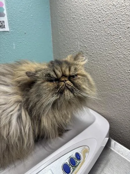 An adult small-sized female Persian cat named Mia for adoption in Sherwood, OR