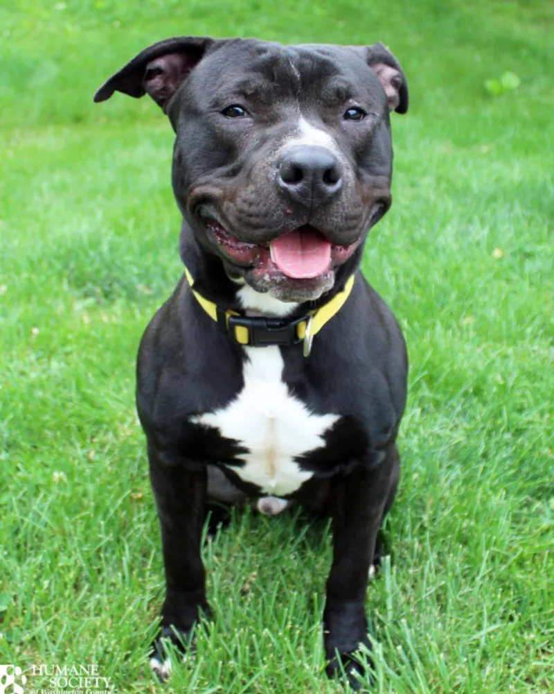 A young medium-sized male Pit Bull Terrier dog named Tank for adoption in Hagerstown, MD