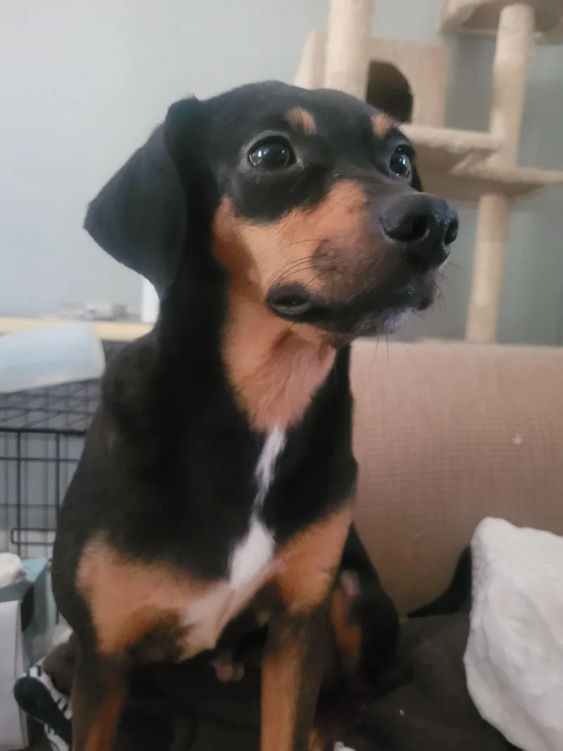 An adult small-sized female Rat Terrier dog named Paula for adoption in bauxite, AR