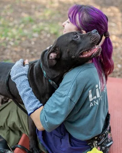 A young medium-sized male Mixed Breed dog named Shadow for adoption in Chamblee, GA