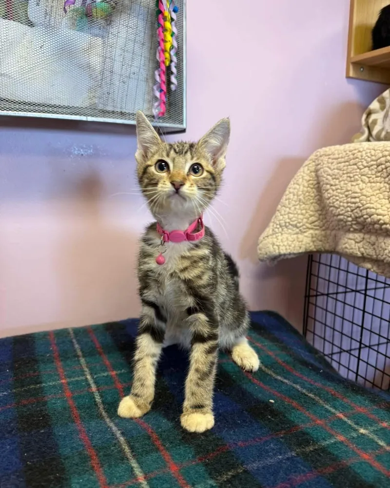 A young small-sized male Tabby (Buff / Tan / Fawn) Domestic Short Hair cat named Fred Astaire for adoption in Freeport, NY