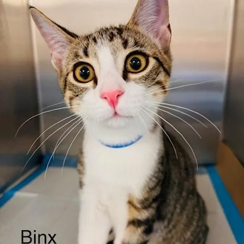 Binx thumbnail 3