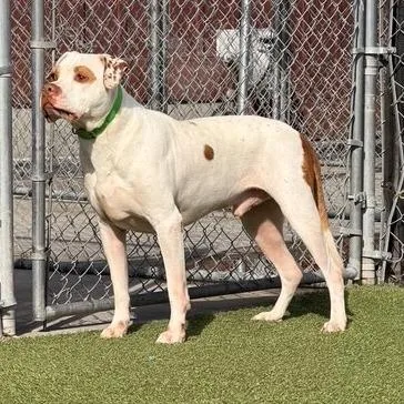 An adult large-sized male Pit Bull Terrier dog named Titan for adoption in Idaho Falls, ID