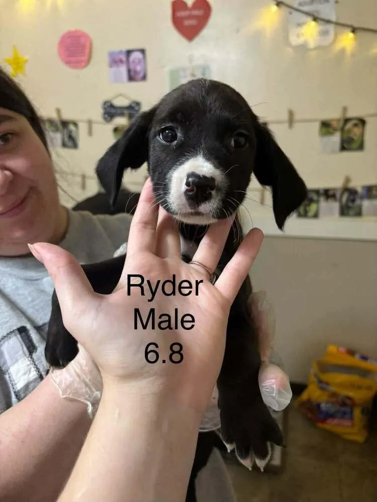 A baby medium-sized male Boxer dog named Johnson Rs : Ryder for adoption in Aurora, IN