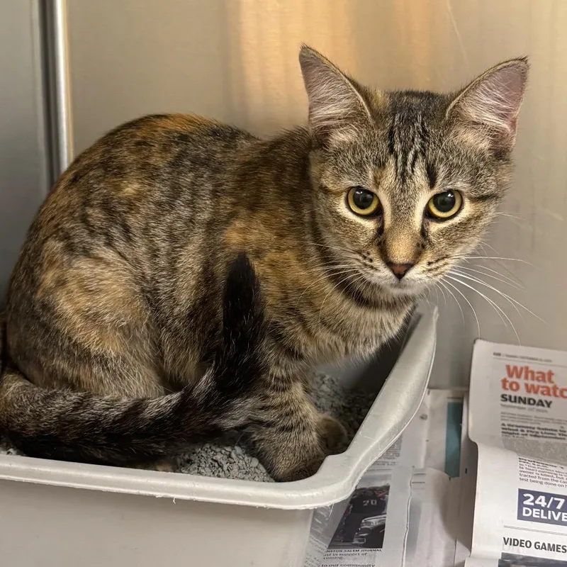 A young small-sized female Brown / Chocolate Domestic Short Hair cat named Noodles for adoption in Winston-Salem, NC