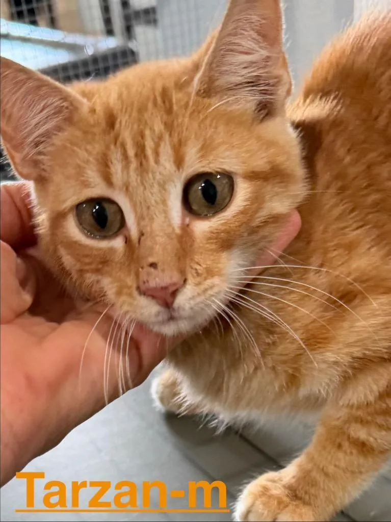 A baby small-sized male Tabby cat named Tarzan for adoption in Brookhaven, MS