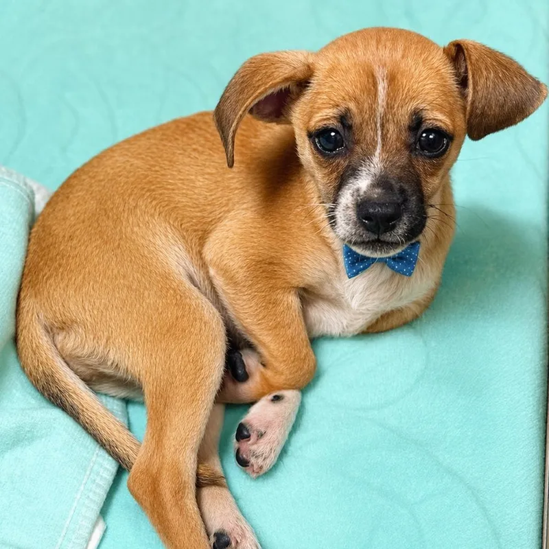 A baby small-sized male Yellow / Tan / Blond / Fawn Beagle dog named Waylon for adoption in Binghamton, NY
