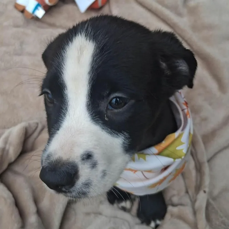 A baby medium-sized male Black Border Collie dog named Barklee for adoption in Ferndale, MI