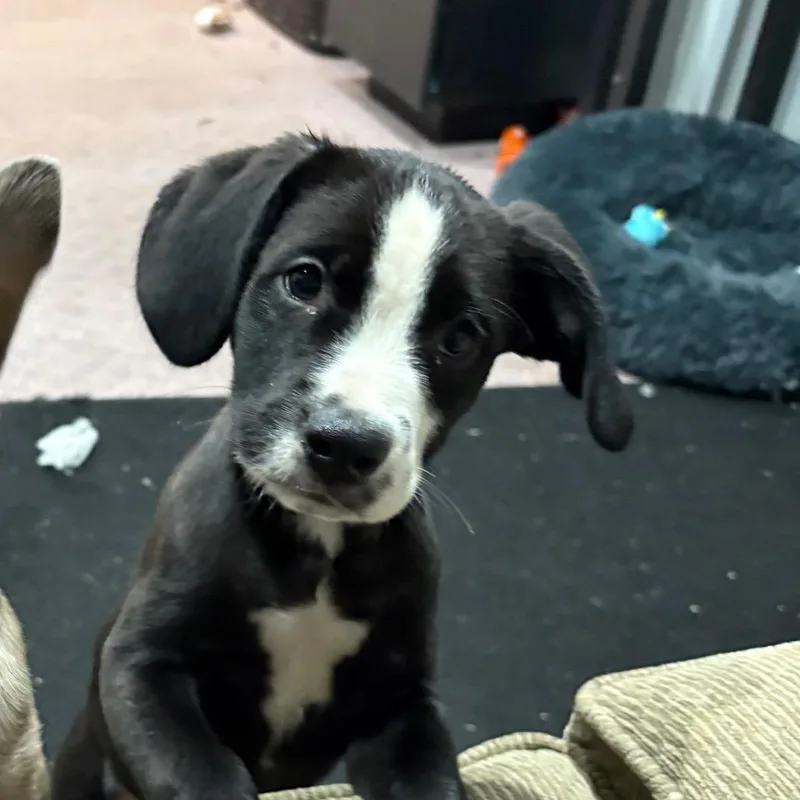 Barklee thumbnail 4
