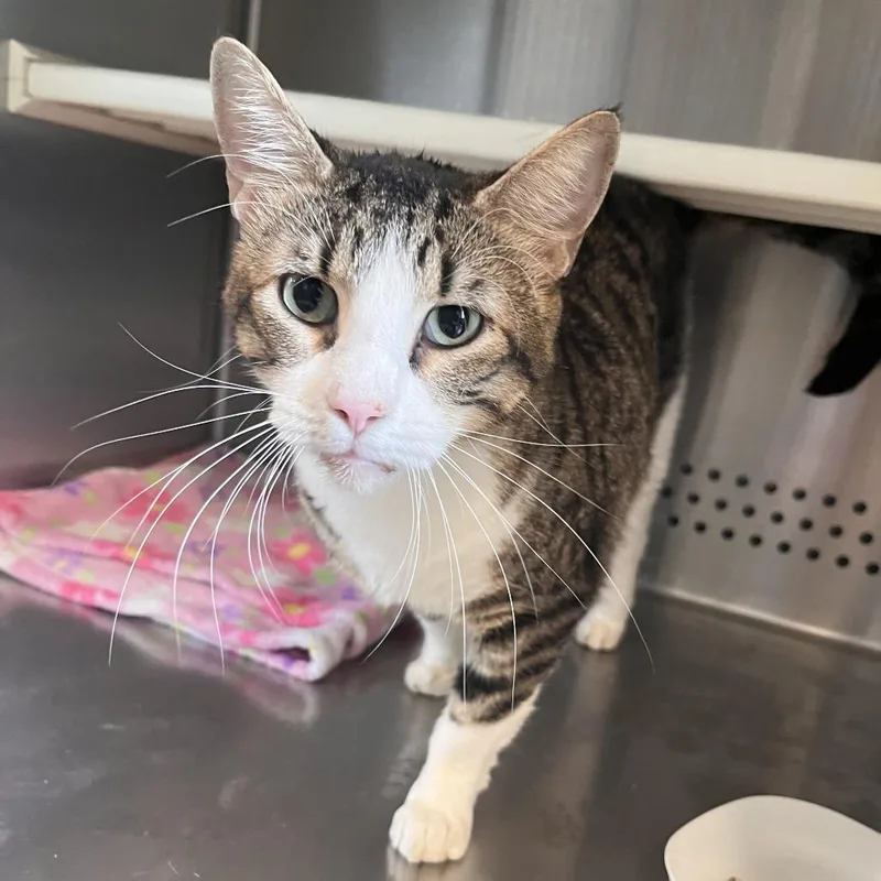 An adult large-sized male Brown / Chocolate Domestic Short Hair cat named Mike Wheeler for adoption in Washburn, MO
