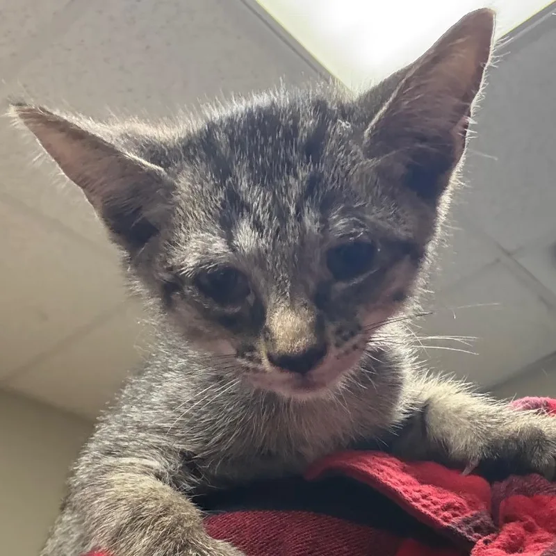 A baby small-sized female Black Domestic Short Hair cat named Carrie Underwood for adoption in Yuma, AZ