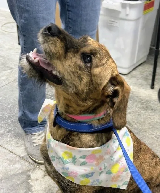 A baby medium-sized female Brindle Terrier dog named Karly for adoption in Scottsburg, IN