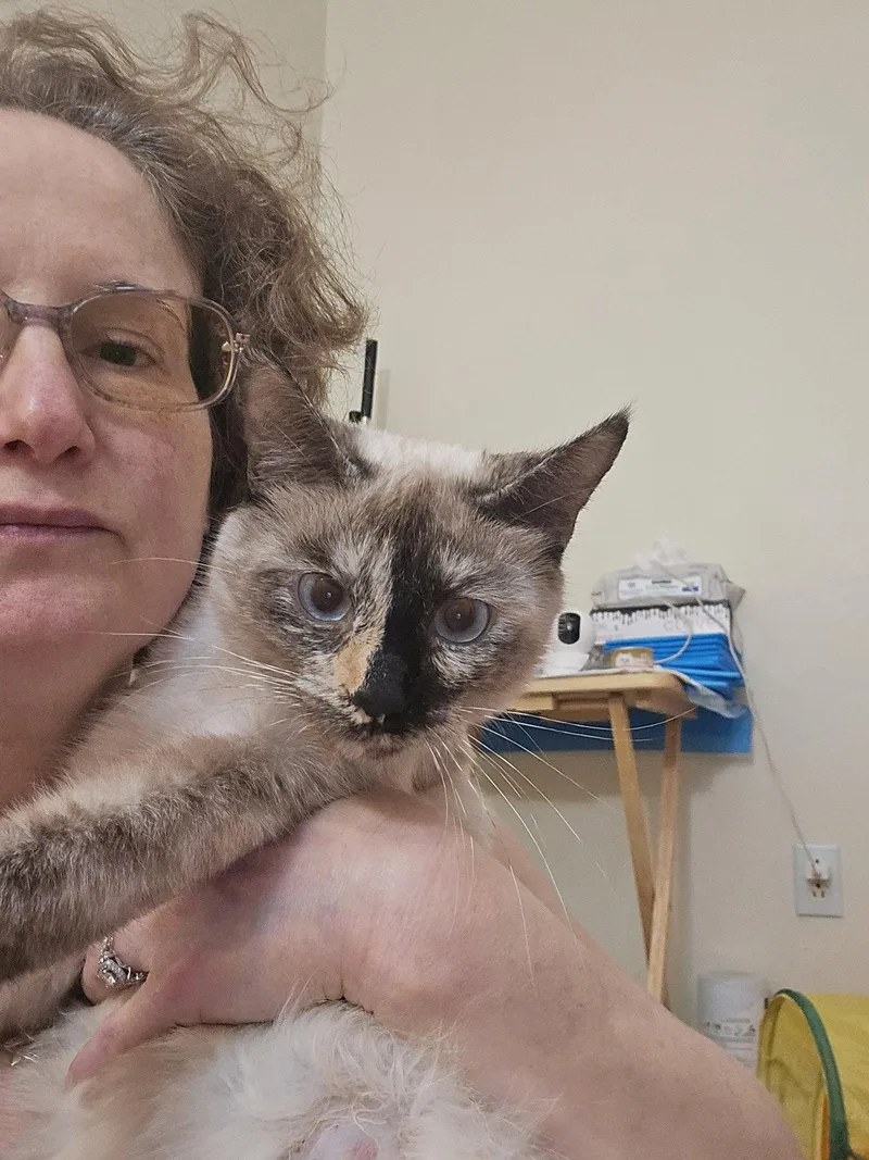 A young medium-sized female Buff / Tan / Fawn Domestic Short Hair cat named Qwynn for adoption in Walled Lake, MI