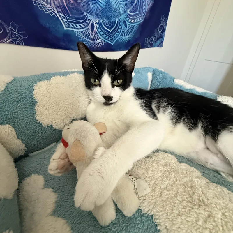 A young medium-sized female Black & White / Tuxedo Domestic Short Hair cat named Elora for adoption in Santa Ana, CA
