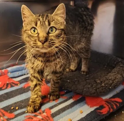 A young medium-sized female Tabby (Gray / Blue / Silver) Domestic Short Hair cat named Esme for adoption in Fairfield, IA