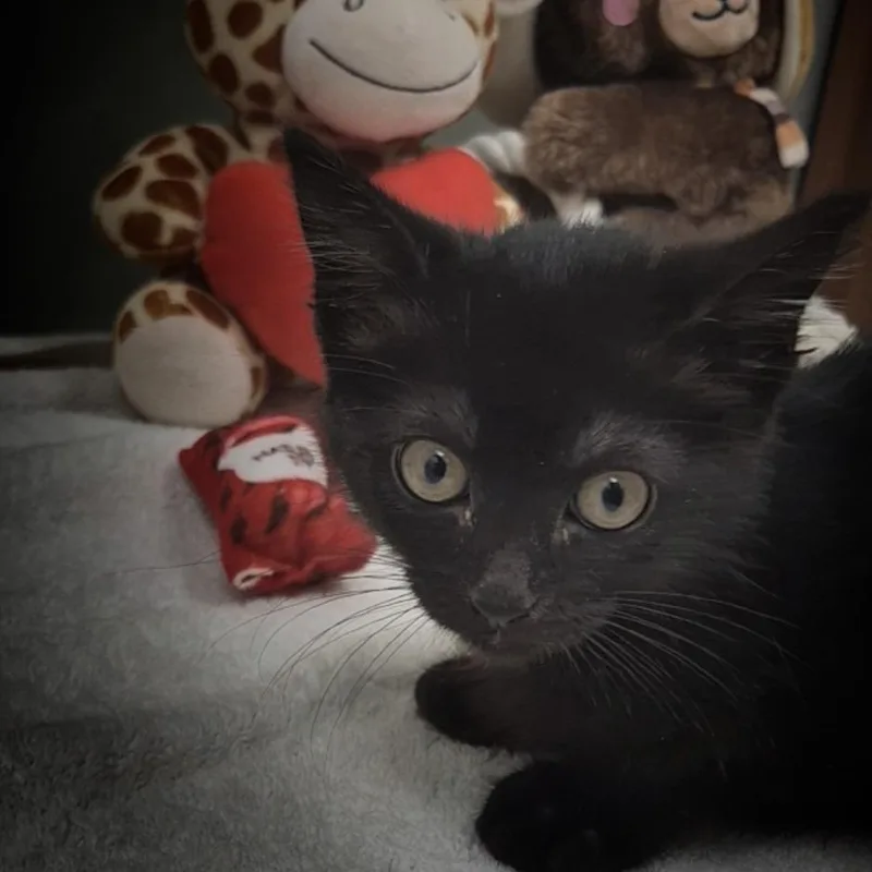 A baby small-sized female Black Domestic Short Hair cat named Polly for adoption in Upland, CA