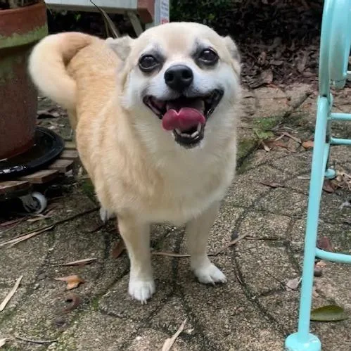 A senior small-sized female Yellow / Tan / Blond / Fawn Mixed Breed dog named Beverly for adoption in Gainesville, FL