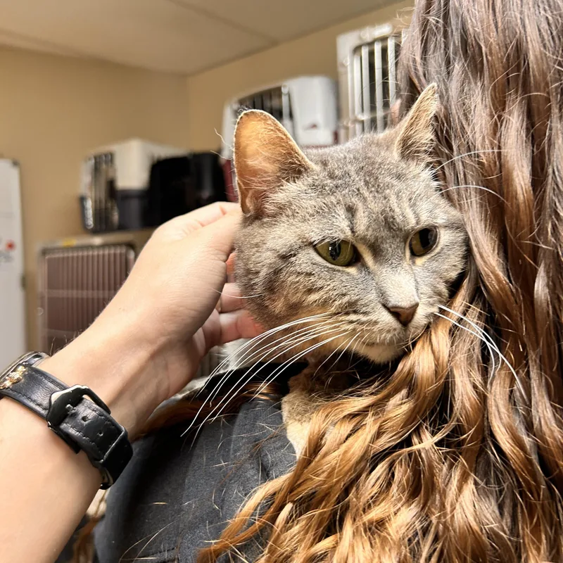 A senior medium-sized female Gray & White Domestic Short Hair cat named Harriet for adoption in Myerstown, PA