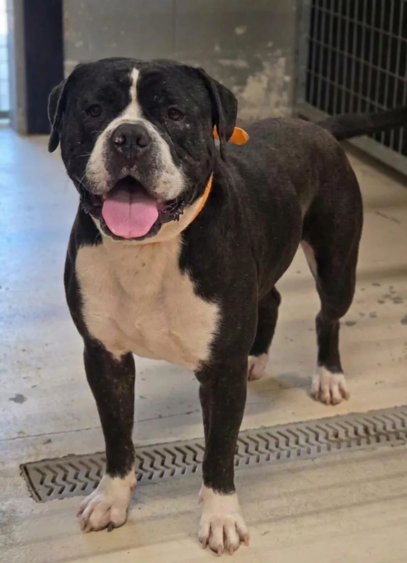 An adult large-sized male English Bulldog dog named Frank for adoption in Dandridge, TN