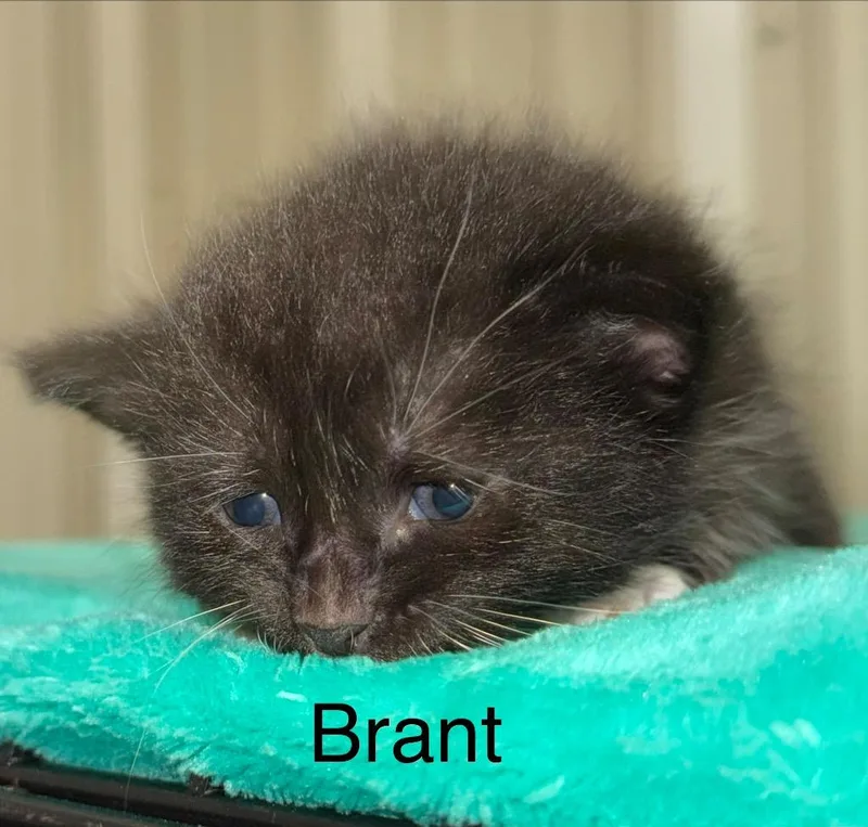 A baby small-sized male Domestic Short Hair cat named Brant for adoption in Saint Francisville, LA