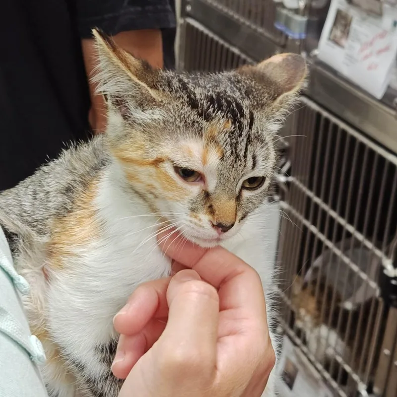 A baby small-sized female Calico Domestic Short Hair cat named Avig for adoption in Upland, CA