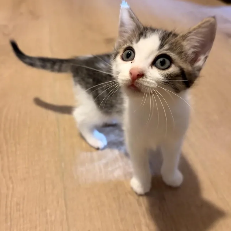 A baby small-sized female Domestic Short Hair cat named Butterfly for adoption in Cumming, GA